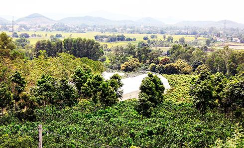 Một góc trang trại Kim Kim Hoa