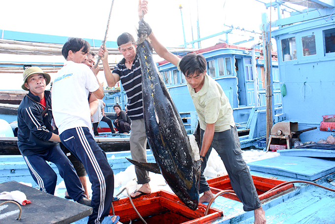 Hoạt động của chuỗi liên kết gặp khó khăn một phần do sản lượng đánh bắt giảm.