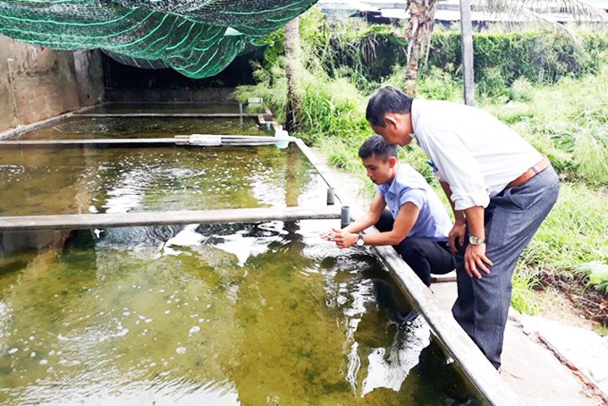 Sá sùng được nuôi trong bể xi măng.