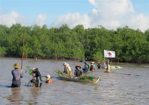 Giai phap phuc hoi va phat trien rung ngap man Nam Trung Bo hinh anh 1