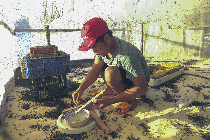 Lấy trứng ruồi lính đen.