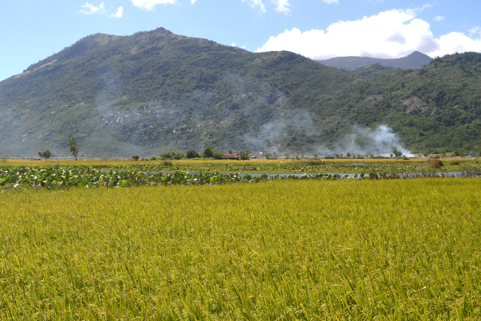 Cánh đồng lúa chuẩn chín vàng tại huyện Vạn Ninh.