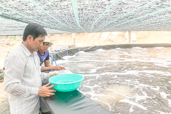 Ông Lê Minh Chính kiểm tra kích cỡ tôm giống.