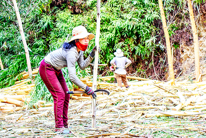 Người dân Khánh Vĩnh thu hoạch keo.