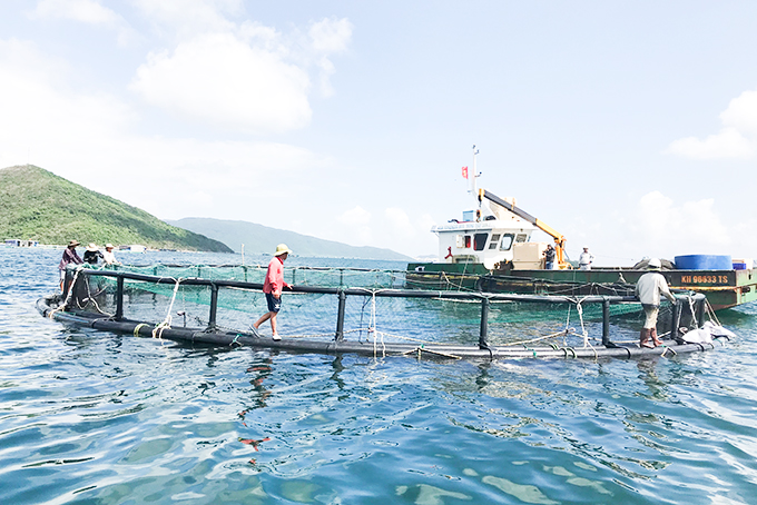 Nuôi cá chim vây vàng quy mô công nghiệp tại trang trại của Viện Nghiên cứu Nuôi trồng thủy sản 1 trên vịnh Vân Phong.