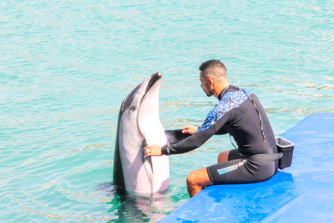 Xiếc cá heo tại Vinpearl Land Nha Trang.