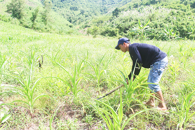 Người dân xã Khánh Phú canh tác nương rẫy trong lâm phận Công ty TNHH một thành viên Lâm sản Khánh Hòa nhiều năm nay.