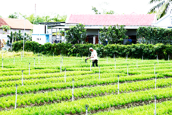 Cây hẹ đang phát huy hiệu quả kinh tế tại xã Ninh Đông.