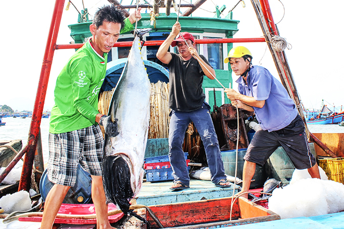 Ngư dân đánh bắt xa bờ cập cảng Hòn Rớ, Phước Đồng, Nha Trang.