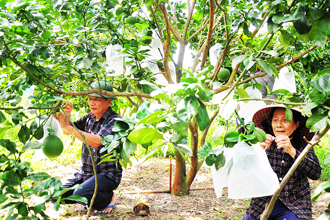 Nhờ đầu tư đúng cây trồng chủ lực, nhiều trang trại bưởi da xanh  đã cho những quả ngọt.