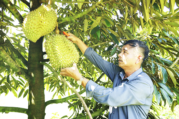 Ông Mai Văn Khang - tấm gương nông dân sản xuất giỏi.  