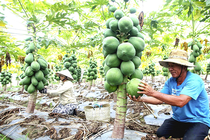 Một hộ nghèo ở xã Diên Lâm, huyện Diên Khánh  được hỗ trợ chuyển đổi mô hình phát triển sản xuất. 