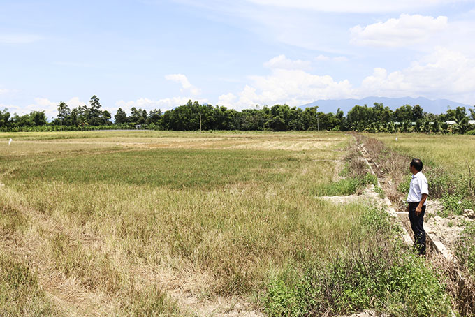 Đồng Khánh Thành (xã Suối Cát) vẫn còn để hoang.