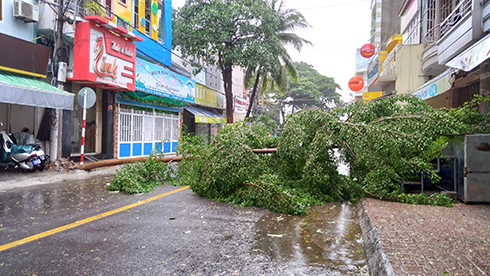 Cây bị đổ trên đường Ngô Đức Kế - ảnh: Thanh Trúc