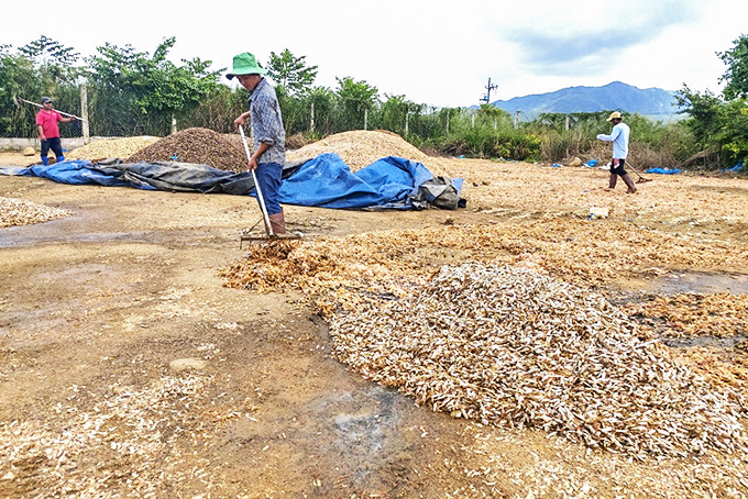 Người lao động được ông Hồ Nhâm Thạch  thuê phơi vỏ, đầu tôm.   