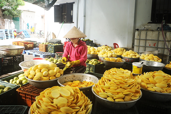 Sơ chế xoài tươi.