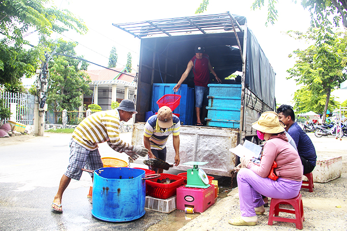 Nông dân TP. Cam Ranh gặp khó khăn  trong tiêu thụ cá mú do ảnh hưởng của dịch Covid-19.   