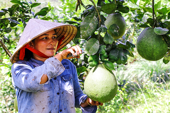 Nông dân xã Khánh Thành, huyện Khánh Vĩnh  chăm sóc bưởi da xanh.