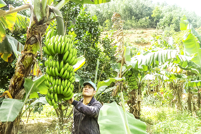 Nông dân xã Thành Sơn chăm sóc chuối. Ảnh: Quốc Nguyên