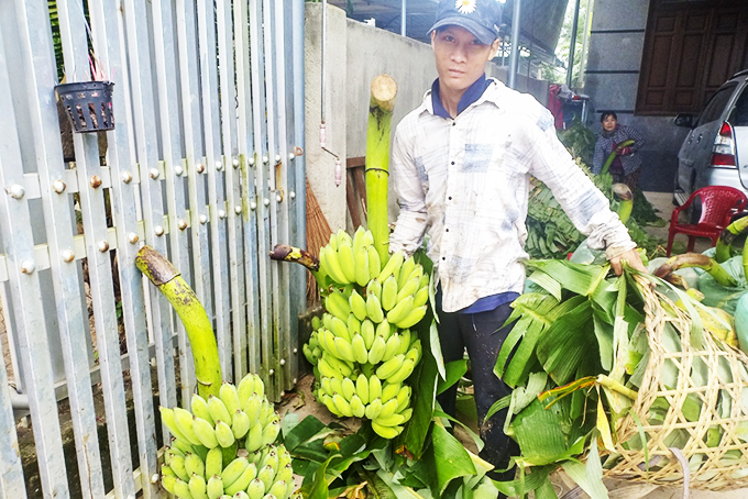 Nông dân xã Suối Cát, Cam Lâm thu hoạch chuối Tết.