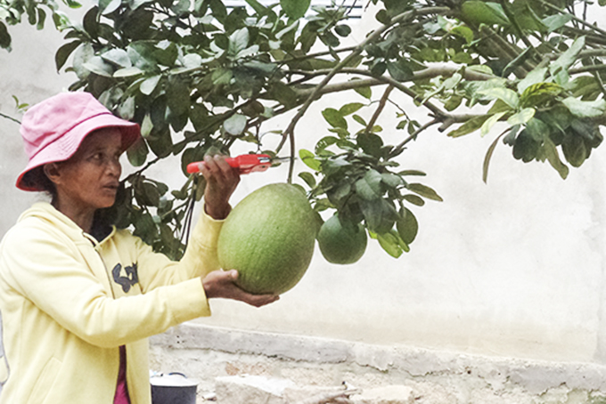 Mô hình trồng bưởi da xanh tại xã Sơn Hiệp bước đầu phát huy hiệu quả. Ảnh: Quốc Nguyên