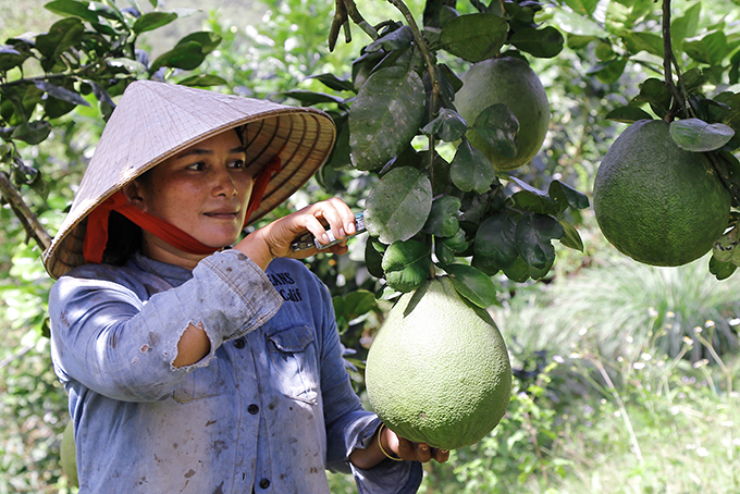 Nông dân xã Khánh Thành, huyện Khánh Vĩnh chăm sóc bưởi da xanh. Ảnh: BKH