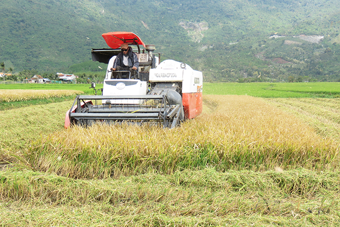 Nông dân xã Vạn Bình thu hoạch lúa đông xuân sớm.  