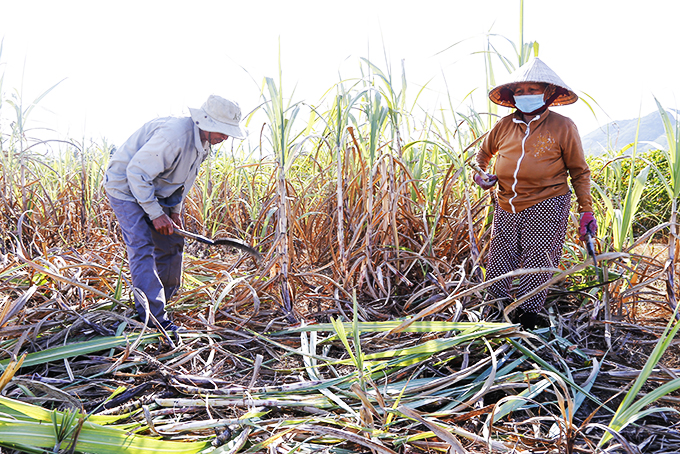 Người dân thu hoạch mía.