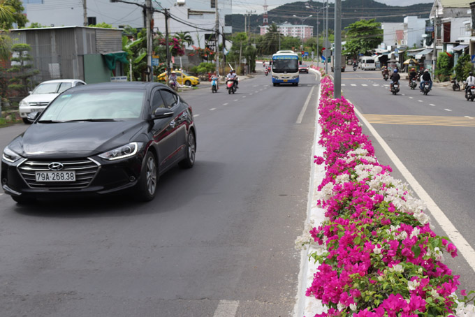 Dải phân cách rực rỡ sắc hoa trên đường 2-4 (TP. Nha Trang).