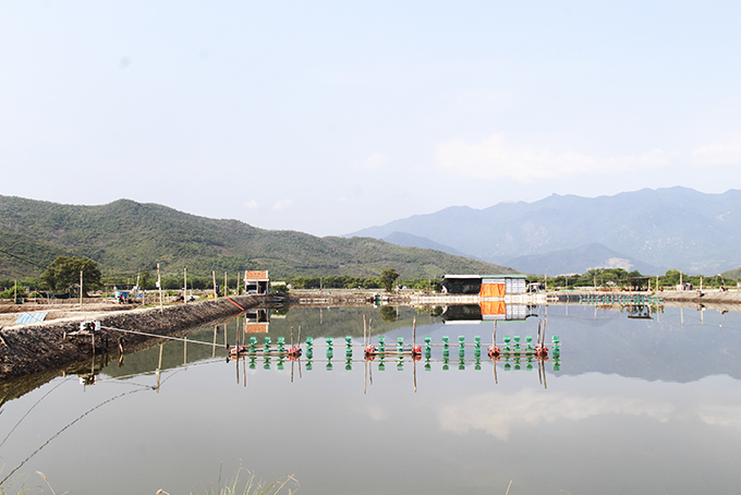 Nhiều ao đìa nuôi tôm tại vùng đìa Hà Liên (phường Ninh Hà, thị xã Ninh Hòa) chưa thực hiện cấp mã số cơ sở nuôi.