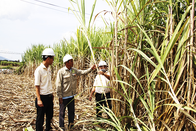 Các kỹ sư của Vietsugar trao đổi kỹ thuật với người trồng mía.