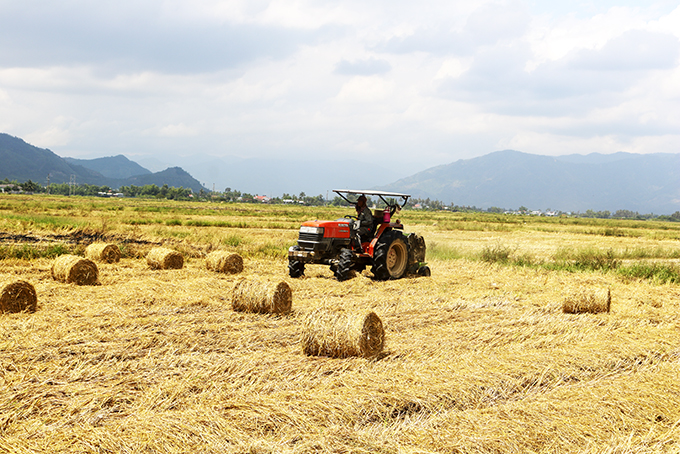 Thu hoạch rơm trên cánh đồng Cầu Lùng, Diên Khánh.