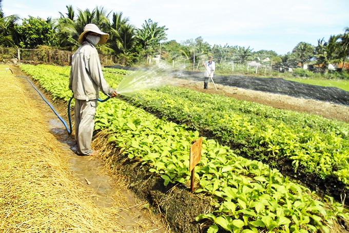 Sản xuất rau an toàn theo VietGAP tại thị xã Ninh Hòa. Ảnh: Đ.H