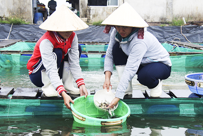 Sản xuất cá biển giống tại thị xã Ninh Hòa.