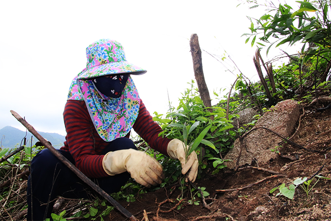 Tiến độ trồng rừng của các đơn vị chủ rừng nhà nước  bị ảnh hưởng bởi dịch Covid-19. (Ảnh minh họa)  