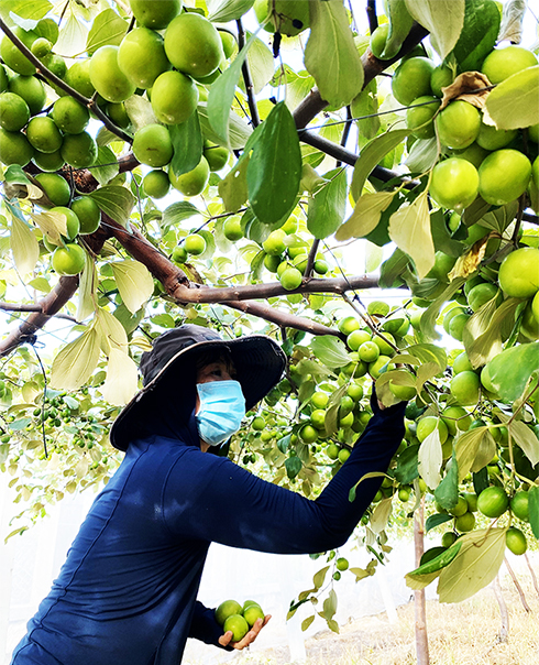 Thu hoạch táo tại xã Cam Thành Nam.