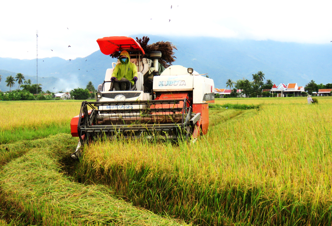 Nông dân huyện Vạn Ninh thu hoạch lúa hè thu. 