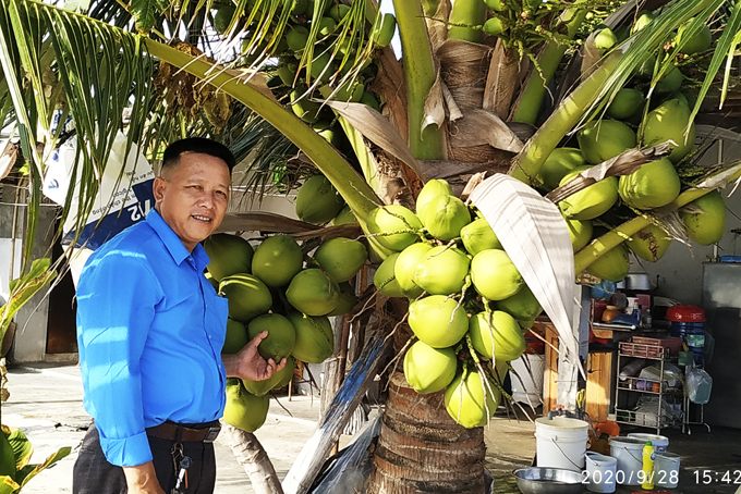 Dừa ở Tuần Lễ, Vạn Thọ.