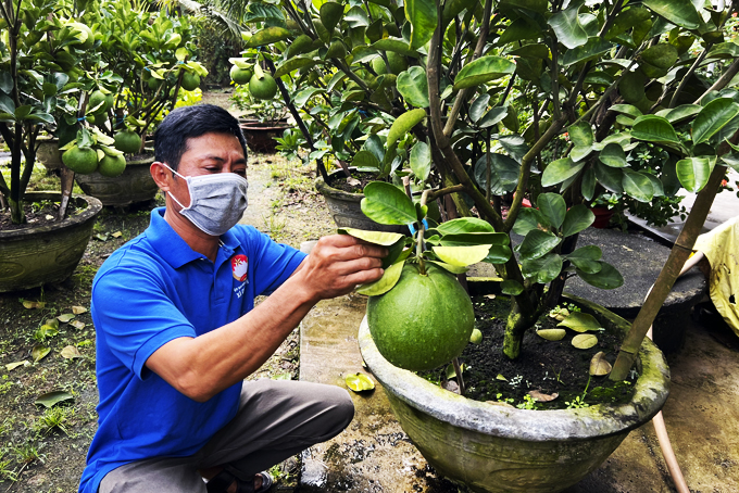 Ông Nguyễn Văn Quốc chăm sóc vườn bưởi cảnh.