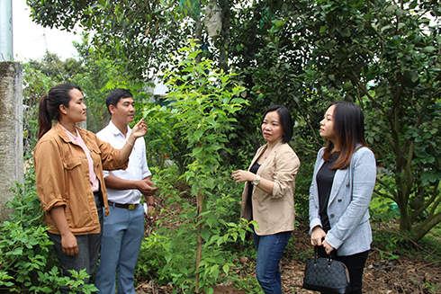 Lãnh đạo Báo Khánh Hòa và Công ty TNHH MTV Thương mại Hải Yến Nha Trang kiểm tra sinh trưởng và phát triển của cây hoa anh đào sau 2 tháng trồng