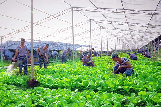 Học viên tăng gia rau xanh.