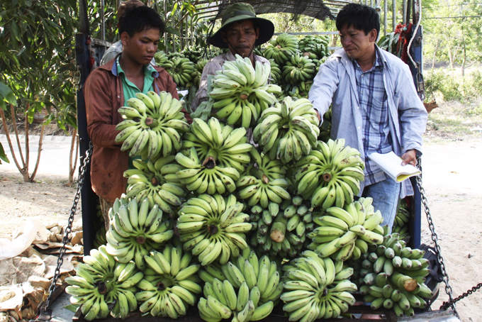 Hiện nay, chuối nhiều nhưng không tiêu thụ được.