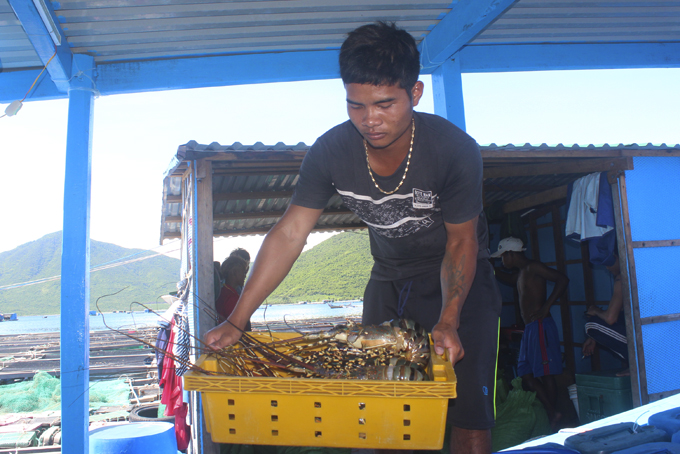 Người nuôi tôm ở xã  Vạn Thạnh (huyện Vạn Ninh)  thu hoạch  tôm hùm bông. (Ảnh BKH)