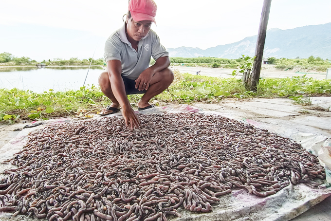 Ông Phương Minh Nam - Phó Giám đốc Trung tâm Khuyến nông tỉnh: Mô hình nuôi sá sùng tại xã Vạn Khánh qua thời gian thả nuôi đã đạt kích cỡ thương phẩm từ 90 đến 120 con/kg, đạt so với thuyết minh của đề tài, tỷ lệ sống đạt trên 90%. Đây là đối tượng nuôi có giá trị kinh tế rất cao, nhu cầu thị trường trong và ngoài nước rất lớn. Do vậy, từ mô hình này sẽ mở ra triển vọng phát triển nuôi sá sùng cho người dân huyện Vạn Ninh trong thời gian tới. 