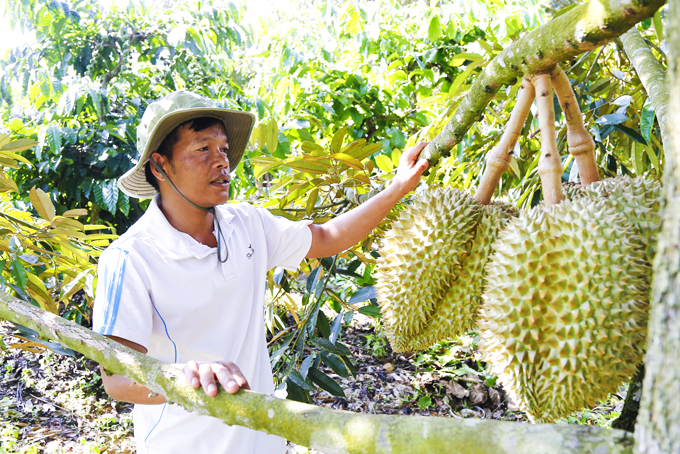 Nông dân xã Sơn Hiệp (huyện Khánh Sơn) chăm sóc sầu riêng.