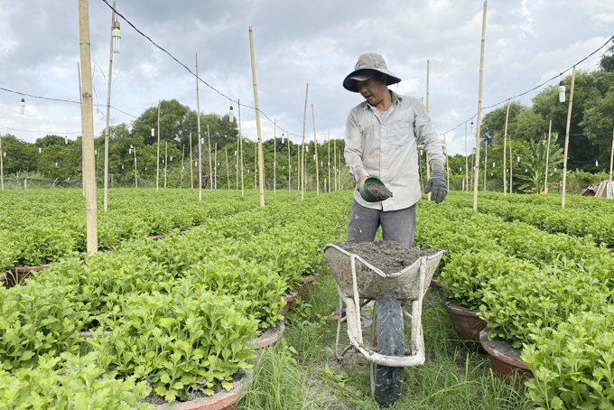 Người trồng hoa cúc ở phường Ninh Giang chong đèn dưỡng hoa Tết.