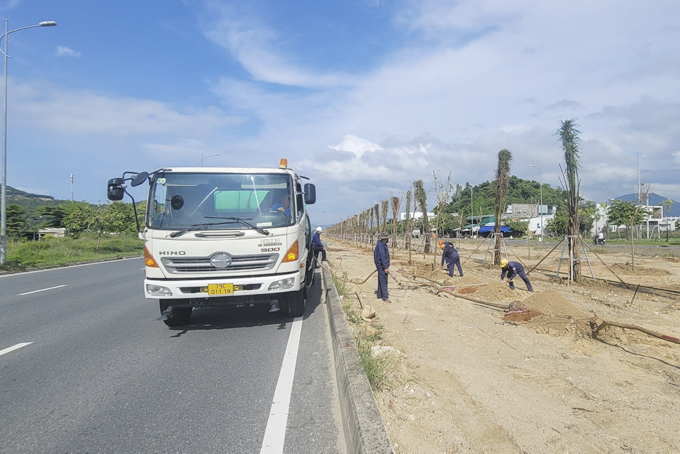 Nhà thầu trồng cây xanh đoạn qua địa bàn TP. Nha Trang. 