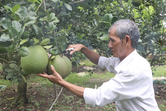 Người dân xã Diên Xuân, huyện Diên Khánh thu hoạch bưởi. 