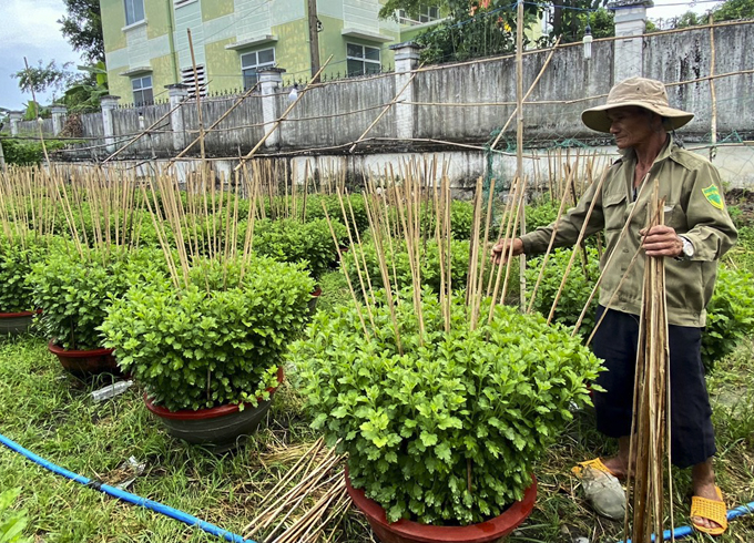  Nông dân cắm cây, cột cố định thân cây hoa cúc.