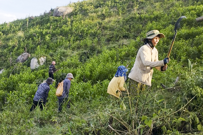 Nhân công của Ban Quản lý rừng phòng hộ Nam Khánh Hòa phát dọn hiện trường trồng rừng ở khu vực Sơn Tân (huyện Cam Lâm).